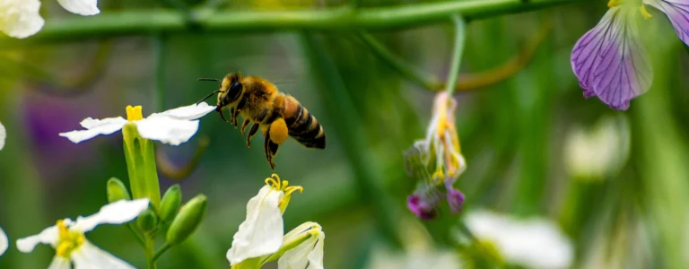 Biólogo experto en identificación de flora y fauna